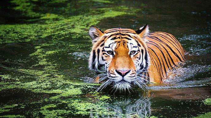 bronx zoo tiger