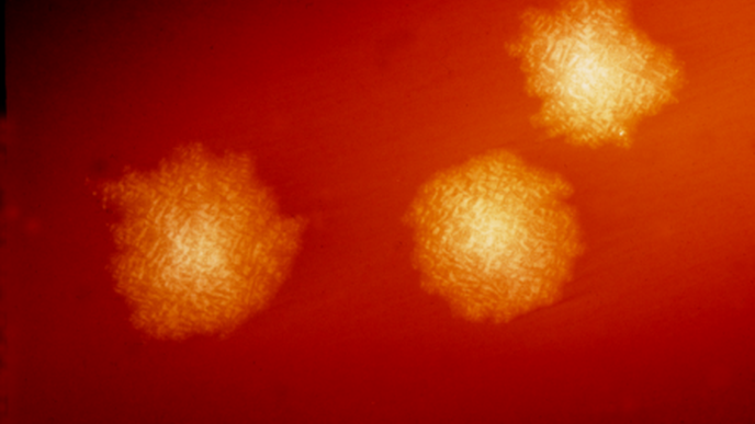 Clostridioides Difficile Captures Blood Cell Cofactor to Build Defensive Shield