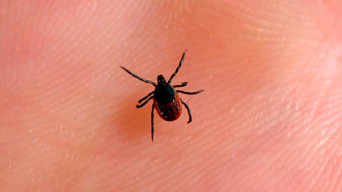 Citrus Flavoring Is Weaponized Against Insect-Borne Diseases