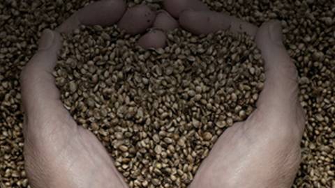 Seeds: The Nutritional Powerhouses We Don't Consume Enough