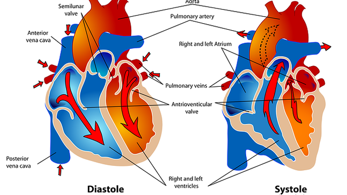 Congenital Heart Defects May Not Increase the Risk of Severe COVID-19 Symptoms