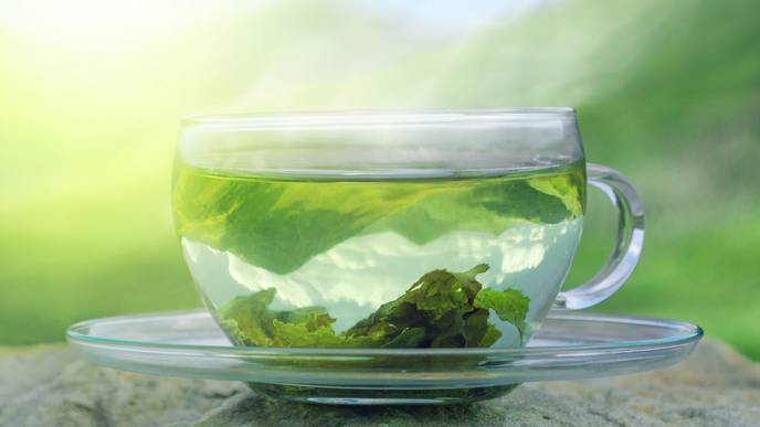 Green Tea & Pulmonary Fibrosis Prevention