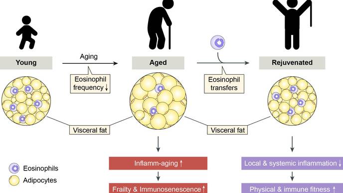 Age-Related Impairments Reversed in Animal Model