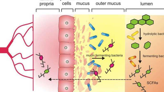Solving Obesity: Could Manipulating Microbes Offer an Alternative to Weight Loss Surgery?