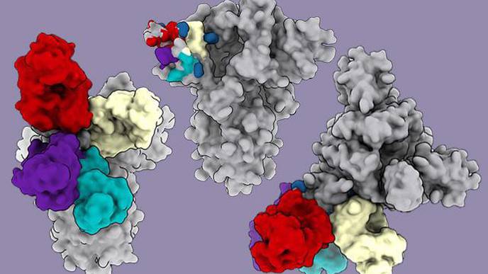 N-Terminal Domain Antibodies Play a Key Role in COVID Immunity