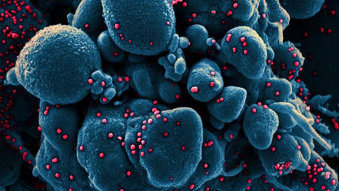Researchers Find New Evidence That a Mutation Helped COVID-19 Spread