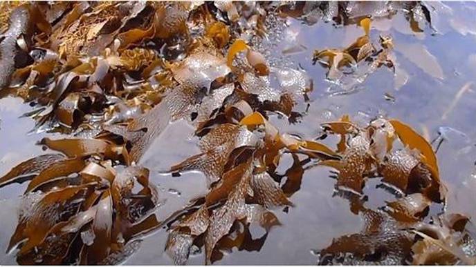 Research Suggests Seaweed Used in Traditional Chinese Medicine Could Protect Against COVID-19