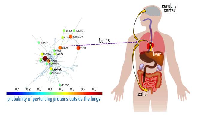 Why Does COVID-19 Impact Only Some Organs, Not Others?