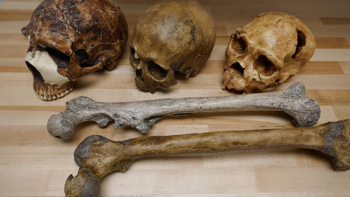 Climate Has Changed the Size of Our Bodies &, to Some Extent, Our Brains