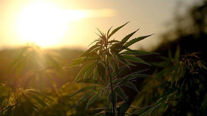 Study: Cannabis Is Effective In Treating Depression & Improving Mental Health