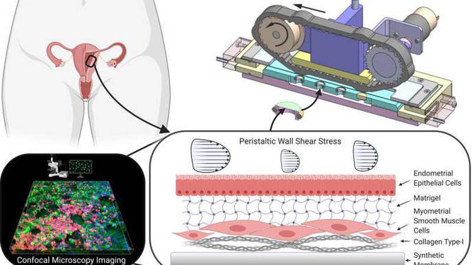 Artificial Tissue Used to Research Uterine Contractions