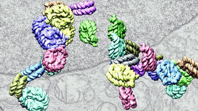 Scientists Develop Method to Reveal the Cell Types Most Affected by Genetic Variation