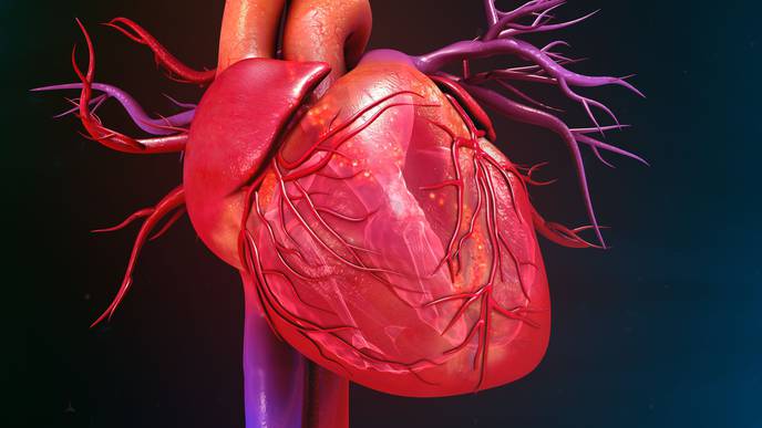 Heart Failure Prevention Strategies Key for Patients with T2D