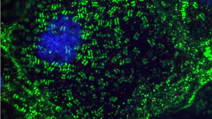 ‘Carnage’ in a Lab Dish Shows How COVID-19 May Damage the Heart