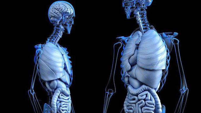 Dream of Plentiful Transplant Organs Moves Closer to Reality as Scientists Grow Tiny Working Livers from Skin Cells