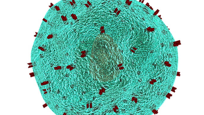 T-Cells from Recovered COVID-19 Patients Show Promise to Protect Vulnerable Patients from Infection