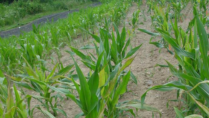 Antioxidants in Corn Line Could Aid Human IBD Protection & Therapy