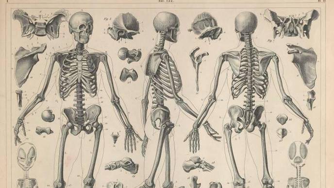 Bones Can Change Shape to Limit Risk of Fracture