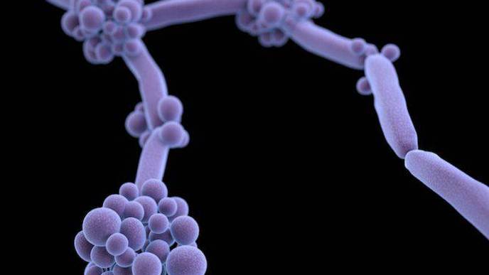 International Screening of the Effects of a Pathogenic Fungus