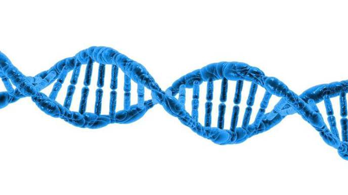 What's the Relationship Between Length of Pregnancy & DNA Changes?