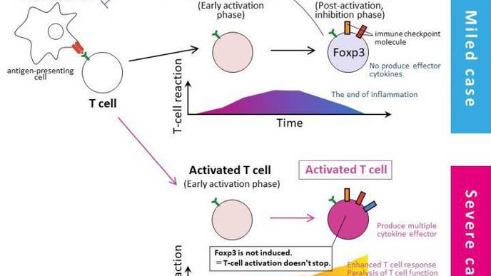 T-Cell Abnormalities in Severe COVID-19 Cases