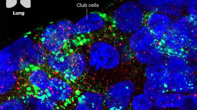 The Mini Lungs and Other Organoids Helping to Beat COVID
