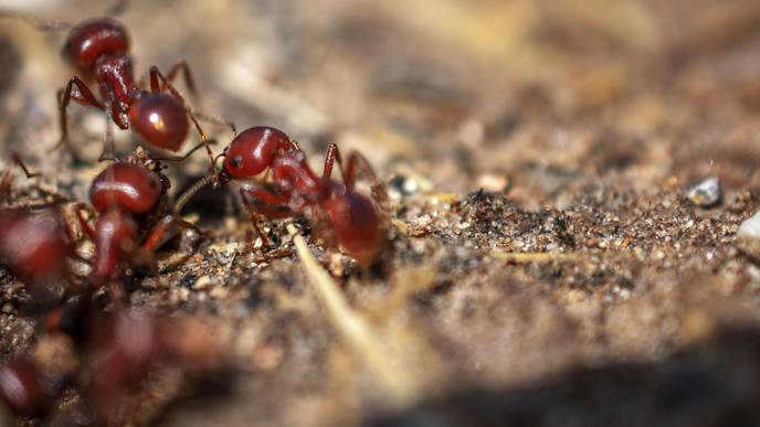 Invasive Fire Ants Limiting Spread of Meat Allergy—But Pose Their Own Dangers