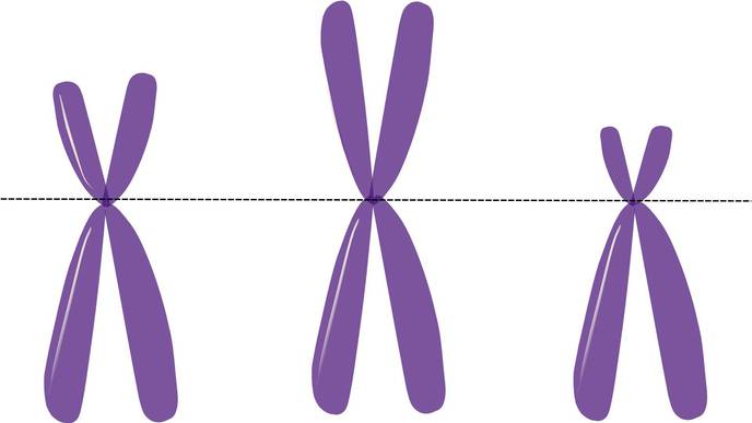 The Male Y Chromosome Does More Than We Thought