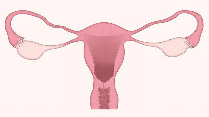 Study Discovers Safe, Effective Oral Treatment for Uterine Fibroids