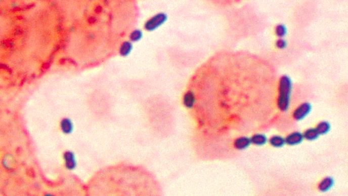Customizable Synthetic Antibiotic Outmaneuvers Resistant Bacteria
