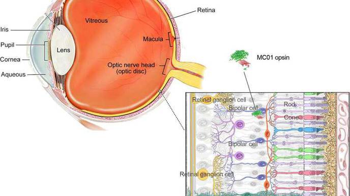 Scientists Use Gene Therapy & a Novel Light-Sensing Protein to Restore Vision in Mice