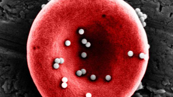 Better Vaccines Are in Our Blood