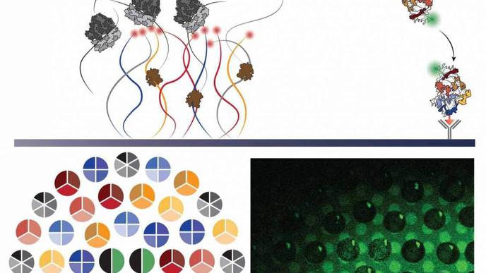 The Self-Synthesizing Ribosome