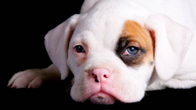 Dogs’ Brains ‘Not Hardwired’ to Respond to Human Faces
