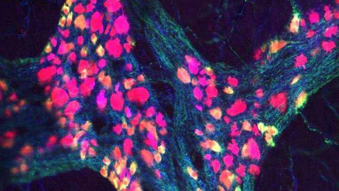 CHOP Researchers Develop New Imaging Method to View ENS in 3D