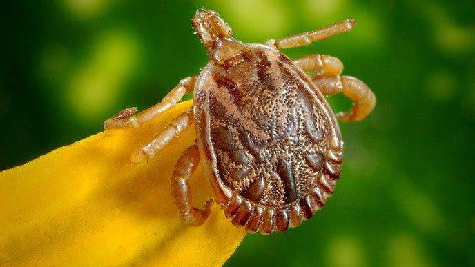 Lone Star Tick Brings Heartland Virus to Illinois