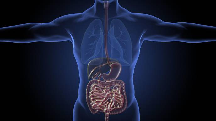 How Good Gut Bacteria Help Reduce the Risk for Heart Disease