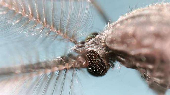 Malaria Mosquitoes Eliminated in Lab by Creating All-Male Populations